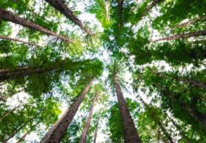 Arbor Day