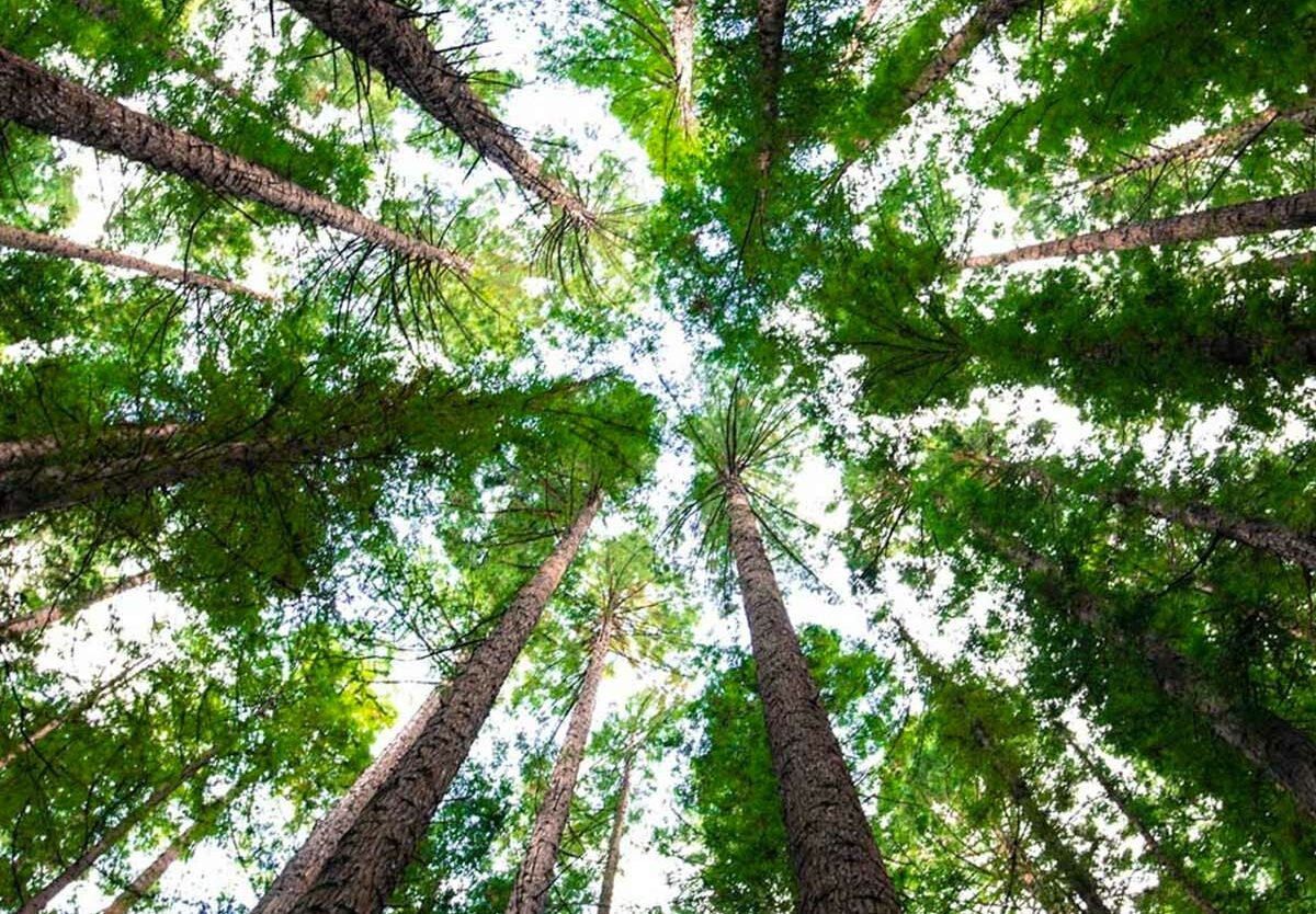 Arbor Day