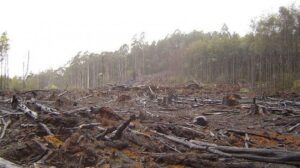 Massive Deforestation