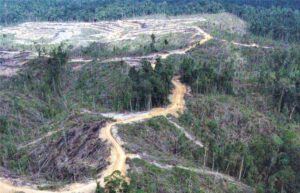 Soil Pollution in Forest